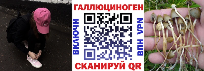 OMG как зайти  Южно-Сухокумск  Галлюциногенные грибы Psilocybe  сколько стоит 